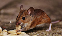 24 Hour & Emergency Exterminators in Upper Paxton, PA